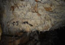 Първите 10 гости на пещерата „Добростански бисер“ ще имат възможността да я разгледат безплатно