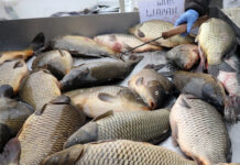 Започват проверки по борси и обекти за предстоящия Никулден Риба за Никулден