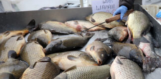 Започват проверки по борси и обекти за предстоящия Никулден Риба за Никулден