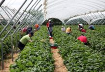 Безработните ще запазят социалните си помощи, ако се включат в сезонна работа