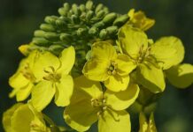 Отчита се развитие на производството на рапица у нас