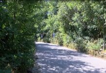 За избуяла растителност по пътя към Асенова крепост, алармират шофьори