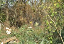 Почистват коритото на река Сушица