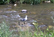 „Почисти реката на града, с история богата!“ – инициатива на Общинския младежки съвет