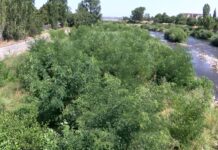 Коритото на река Чая ще бъде почистено към края на септември