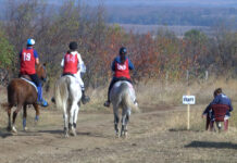 Предстои Държавно първенство по конен спорт