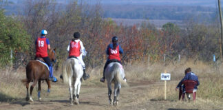 Предстои Държавно първенство по конен спорт