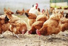 Констатираха първично огнище на Инфлуенца по птиците в област Пловдив
