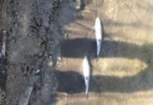 Каназирева: Няма опасност за питейната вода в Пловдив, взети са превантивни мерки