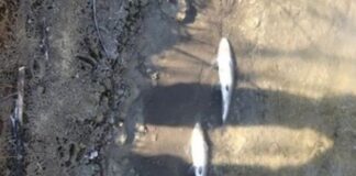 Каназирева: Няма опасност за питейната вода в Пловдив, взети са превантивни мерки