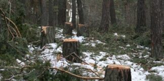 Регистрираха незаконен дърводобив край Асеновград