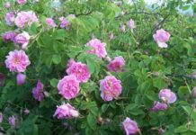 Производителите на рози от Стрелча отказват да продават продукцията си на ниски цени