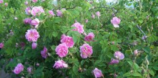 Производителите на рози от Стрелча отказват да продават продукцията си на ниски цени