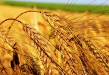 5 млн. лв. отпуска ДФЗ за съфинансиране на застраховки на селскостопанска продукция