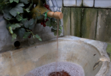 „Потече вино от чешма“ – Асеновградски ритуал