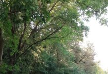 Близо 200 стикера по повод Деня без автомобили получиха пешеходци и шофьори по пътя за Асенова крепост