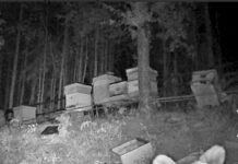 Голямата кафява мечка се премести от Сини връх в Добростан