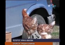 Дневник 29.12.2016