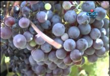 Дневник 19.06.2013