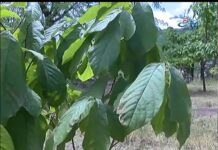 Зелено бъдеще за Асеновград 12.07.2017