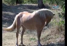 Средновековен панаир Асеновград 2018 15.09.2018