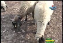 Аграрна книжарница 25.10.2012