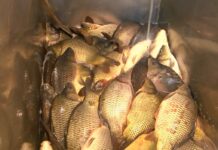 Около 10 лева килото е шаранът тази година в района на Асеновград