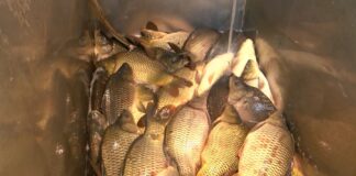 Около 10 лева килото е шаранът тази година в района на Асеновград