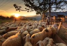 От утре се кандидатства по de minimis за изхранване на животни, от другата седмица – за пръскане по овошките