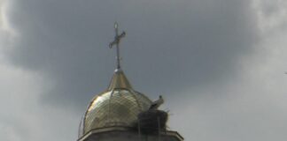 Щъркелът дойде