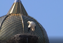 Щъркелът на църквата „Св. Атанас” се завърна