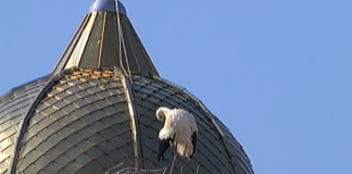 Щъркелът на църквата „Св. Атанас” се завърна