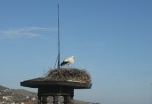 Пристигнаха ли щъркелите в Асеновград и региона