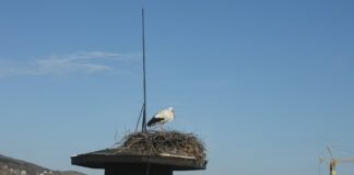 Пристигнаха ли щъркелите в Асеновград и региона