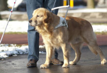 До края на март трябва да се заплатят таксите за домашни кучета в Куклен