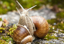 До 1 май се подават уведомления за организиране на пунктове за изкупуване на охлюви