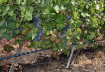 От утре гроздопроизводителите кандидатстват за застраховане на лозя