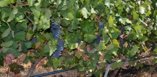 От утре гроздопроизводителите кандидатстват за застраховане на лозя