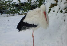 Какво да правим ако открием бедстваща птица от вида Бял щъркел