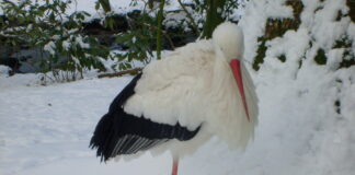 Какво да правим ако открием бедстваща птица от вида Бял щъркел