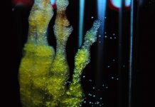 Насърчават донорството на стволови клетки