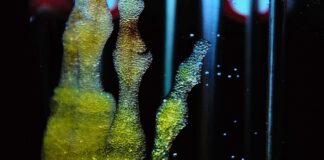 Насърчават донорството на стволови клетки