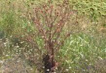 Опасно горещото време у нас продължава