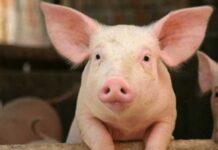 Забранява се движението на свине от и към животновъдни обекти и кланици в цялата страна