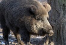 Намаляват цената на разрешителното за отстрел на дива свиня