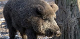 Намаляват цената на разрешителното за отстрел на дива свиня