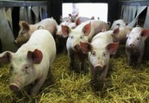 Епизоотична комисия в Куклен обсъди мерките за недопускане появата на африканска чума по свинете на територията на общината