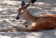 Задържаха трима мъже за бракониерство в областта