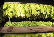 Тютюнопроизводителите ще получат близо 72 млн. лв. национална преходна помощ