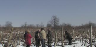 Трифон Зарезан в Избеглии